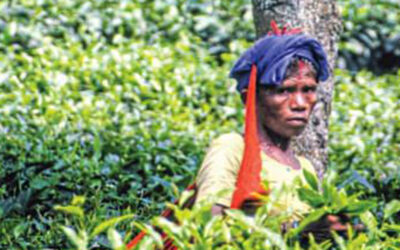 Elections in tea gardens and the larger issues of tea workers